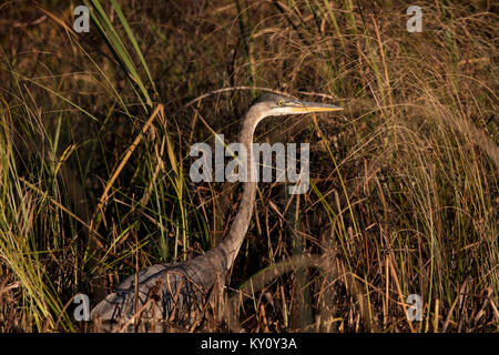 MAYNOOTH, Ontario, Canada - 20 Ottobre 2017: un airone blu / Ardea Erodiade la caccia di cibo. Foto Stock