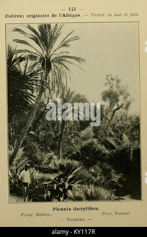 Studio botanico che documenta le specie vegetali lungo la costa mediterranea, tra cui Genova, Barcellona e Corsica, con illustrazioni dettagliate per l'identificazione e la ricerca. Foto Stock