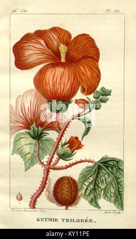 *Flore médicale des Antilles* è un'opera botanica che esplora le piante medicinali che si trovano nei Caraibi. Fornisce descrizioni dettagliate delle piante locali utilizzate nella medicina tradizionale in tutta la regione. Foto Stock