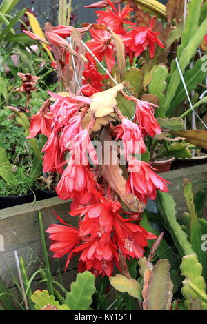 Close up Epiphyllum o orchid cactus fiori di avvizzimento Foto Stock