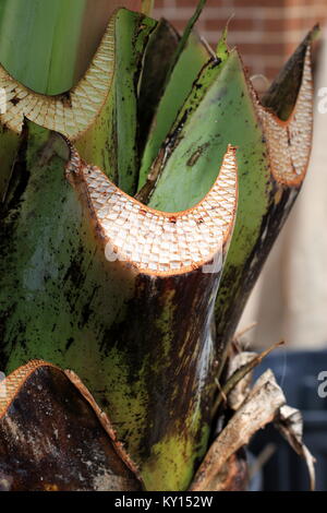 Chiudere l immagine di f rifilato Ensete ventricosum, abissino di banana leaf stelo Foto Stock