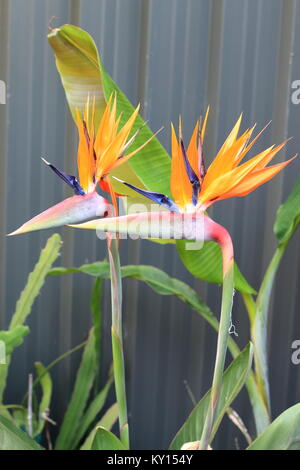 Strelitzia reginae o noto anche gli uccelli del paradiso fiore Foto Stock