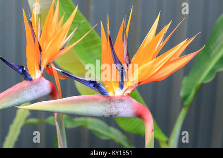 Strelitzia reginae o noto anche gli uccelli del paradiso fiore Foto Stock