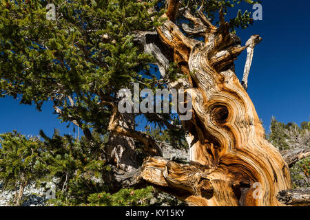Grande Bacino Bristlecone pine (Pinus longaeva) nel Parco nazionale Great Basin, Nevada Foto Stock