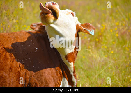 Mucca spuntavano lingua in un campo di tarassaco con migliaia di mosche il suo irritante. La mucca umoristico sembra al rotolamento i suoi occhi. Foto Stock