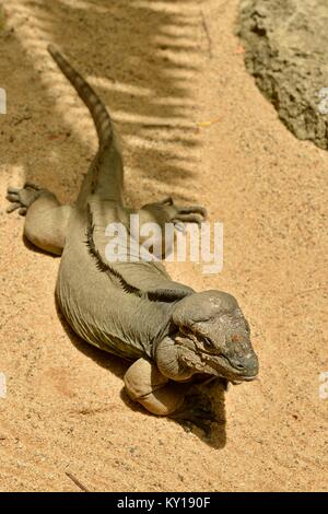 Il rinoceronte, iguana Cyclura cornuta, prendere il sole presso lo Zoo Australia, Beerwah, Queensland, Australia Foto Stock