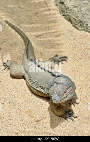 Il rinoceronte, iguana Cyclura cornuta, prendere il sole presso lo Zoo Australia, Beerwah, Queensland, Australia Foto Stock