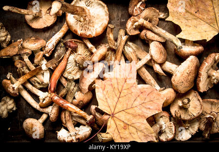 I funghi freschi miele agaric in una vecchia scatola. Su uno sfondo di legno. Foto Stock