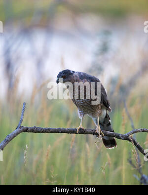 Cooper's Hawk (Accipiter cooperii) caccia dal pesce persico sul ramo Foto Stock