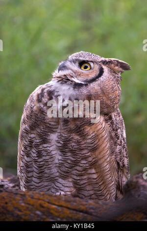 Grande Orned Owl (Bubo virginianus) guardando verso l'alto nella foresta Foto Stock