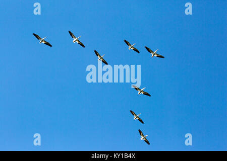 Gregge di pellicani bianchi americani che volano in cielo azzurro (Pelecanus erythrorhynchos) Foto Stock