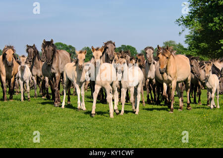 Gruppo di Duelmen pony con i puledri, grullo dun coat, ultimi cavalli selvatici in Germania, nativo di una razza di cavalli vita selvatica in Merfelder Bruch, Dülmen Foto Stock