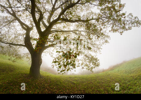 Un knobby quercia inghirlandato nella nebbia, la luce del mattino in autunno, Erpeler Ley, nebbia si alzò dalla Valle del Reno, Germania, Europa Foto Stock