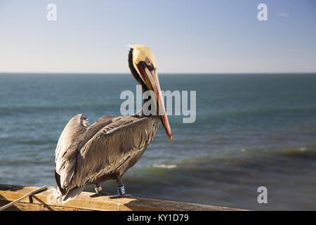 Pelican, un grande uccello d'acqua della California con etichetta per il tracciamento dei piedi sul molo Oceanside con la costa dell'Oceano Pacifico sullo sfondo a nord di San Diego Foto Stock