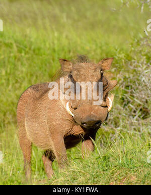 Colore naturale fauna selvatica all'aperto ritratto di un singolo wartog isolato durante un safari in Sud Africa in una giornata di sole Foto Stock