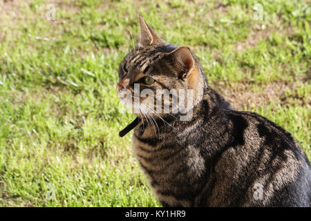 Tabby cat's face Foto Stock