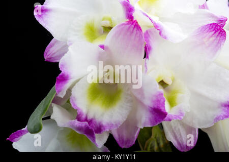 Dendrobium Orchid ibridi. Isolato su nero Foto Stock