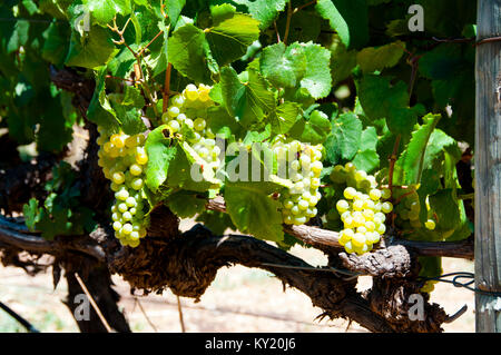 Le uve Chardonnay in Swan Valley Foto Stock