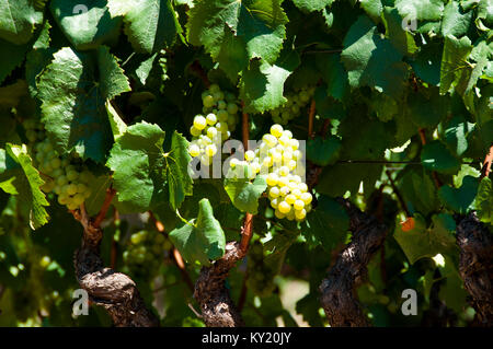 Le uve Chardonnay in Swan Valley Foto Stock