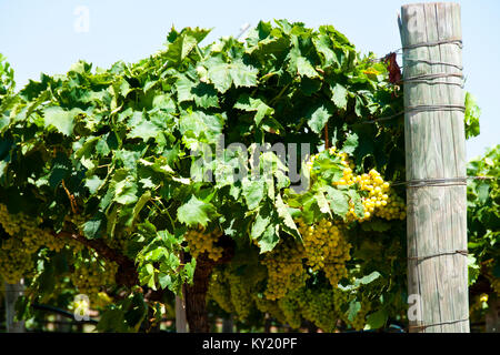 Le uve Chardonnay in Swan Valley Foto Stock