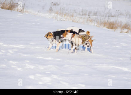Bianco e nero cani di razza mista attacchi basenji cane durante la riproduzione su una neve fresca Foto Stock
