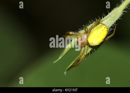 Unione Cucumber green Spider (Araniella cucurbitina) in primo piano. Foto Stock