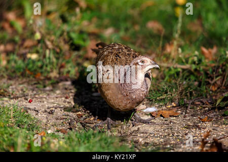 Un anello a collo di gallina fagiano Foto Stock