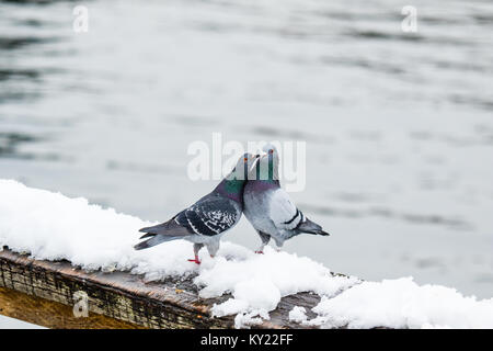 Piccioni baciare e coniugati a freddo giorno di inizio primavera. La primavera è nell'aria e amore è ovunque Foto Stock