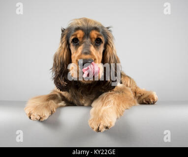 cucciolo di cocker spaniel (8 mesi) fotografato nel Regno Unito. Foto Stock