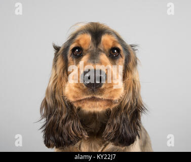 Ritratto di un cucciolo spaniel maschio (8 mesi) nel Regno Unito. Foto Stock
