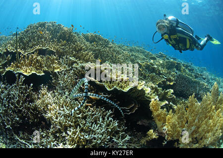 Nastrare Krait mare o, giallo-mare a labbro Krait (Laticauda colubrina), mare venoumous snake, Sabang beach, Mindoro, Filippine, oceano pacifico, in Asia Foto Stock