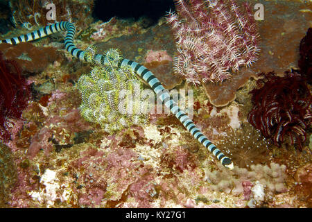 Nastrare Krait mare o, giallo-mare a labbro Krait (Laticauda colubrina), mare venoumous snake, Sabang beach, Mindoro, Filippine, oceano pacifico, in Asia Foto Stock