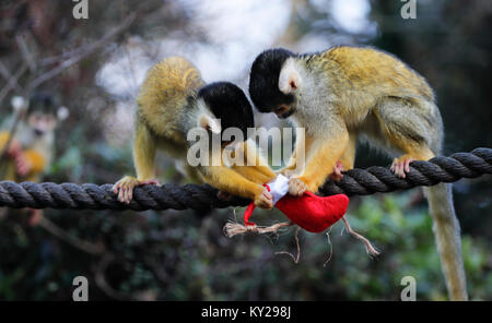 Pechino, Cina. Xiv Dic, 2017. Scimmie scoiattolo cercare loro presenta durante un photocall di animali per gustare prelibatezze di festa a Zoological Society di Londra a Londra, in Gran Bretagna il 14 dicembre, 2017. Credito: Han Yan/Xinhua/Alamy Live News Foto Stock