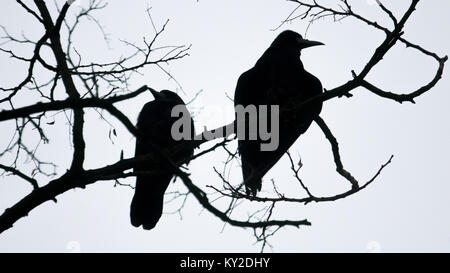 Poznan, Wielkopolska, Polonia. Xii gen, 2018. 12 gennaio 2018 - Poznan, Polonia - attività mattutina di corvidi (Corvidae) nella citta'. Nella foto: rooks (Corvus frugilegus) durante la mattina wc. Credito: Dawid Tatarkiewicz/ZUMA filo/Alamy Live News Foto Stock