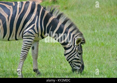Zebra, Equus quagga, pascolo dello Zoo Australia, Beerwah, Queensland, Australia Foto Stock