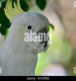 Zolfo bianco crestato cacatua, lo Zoo Australia, Beerwah, Queensland, Australia Foto Stock