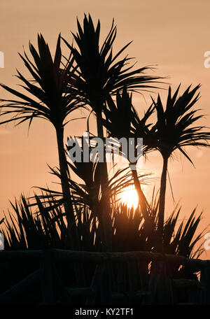 Fotografia di Palm tree in silhouette sullo sfondo di un estate tramonto sul mare irlandese di Tresaith Cardigan Bay Galles Ceredigion REGNO UNITO Foto Stock