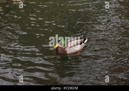 Duck è nuotare in acqua Foto Stock