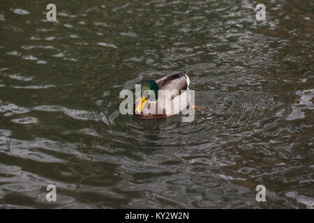 Un anatra galleggia in acqua Foto Stock