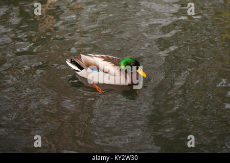 anatra in acqua Foto Stock