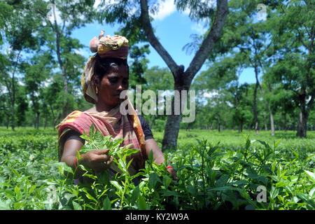 MOULVIBAZAR, BANGLADESH - Luglio 26, 2010: Le donne lavoratrici a raccogliere le foglie di tè Il tè giardino durante la spennatura stagione in Srimangal, Moulvibazar Ban Foto Stock