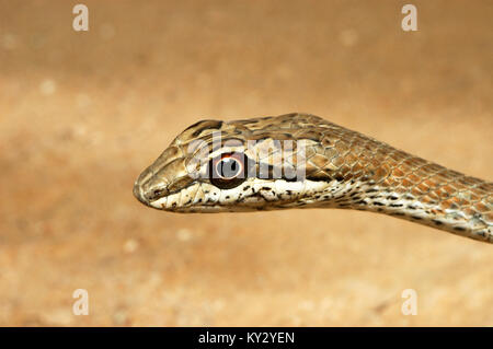 Sabbia Schokari Racer, Psammophis schokari è una specie di serpente trovato in parti di Asia e Africa Foto Stock