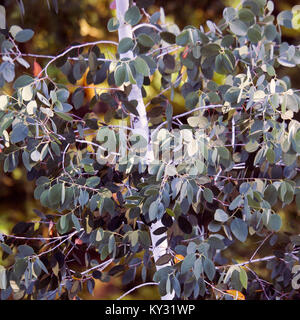 Alberi di eucalipto in estate che mostra la bellezza della natura con una sorprendente patterns, forma, consistenza, con una tavolozza di colori vivaci colori estivi e creando un artis Foto Stock