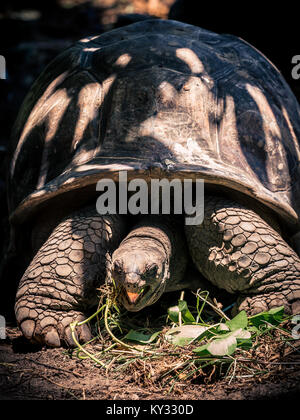 La tartaruga gigante con bocca aperta Foto Stock