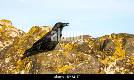 Close up carrion crow, Corvus corone, mangiare sulla costa rocciosa, East Lothian, Scozia, Regno Unito Foto Stock