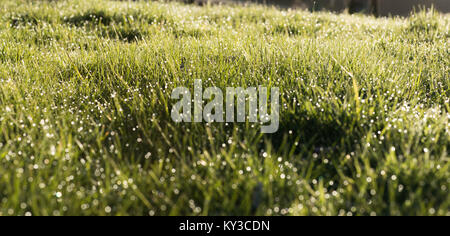 Gocce di rugiada sull'erba a seguito di una grande notte di nebbia pick up la mattina presto la luce del sole Foto Stock