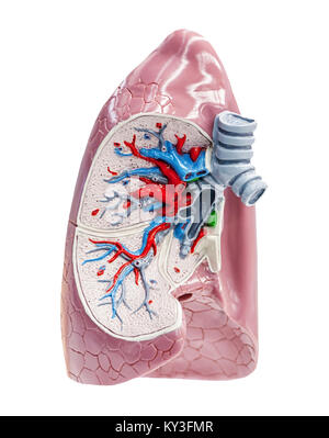 Polmoni umani isolati su una croce bianca sezione vista educativo, Foto Stock