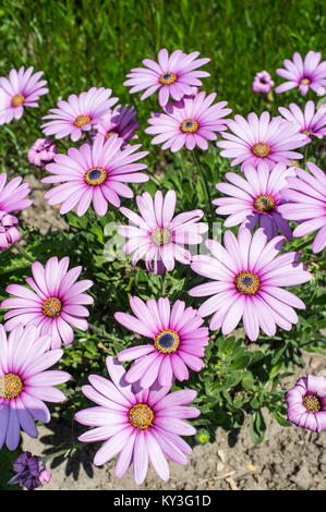 OSTEOSPERMUM JUCUNDUM Foto Stock