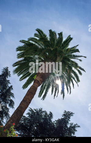 Phoenix canariensis - Isola Canarie data palm Foto Stock