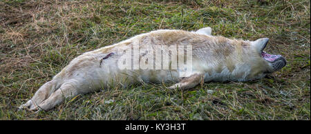 Guarnizione grigio pup, Halichoerus grypus, Donna Nook Riserva Naturale Nazionale, Lincolnshire, England, Regno Unito Foto Stock